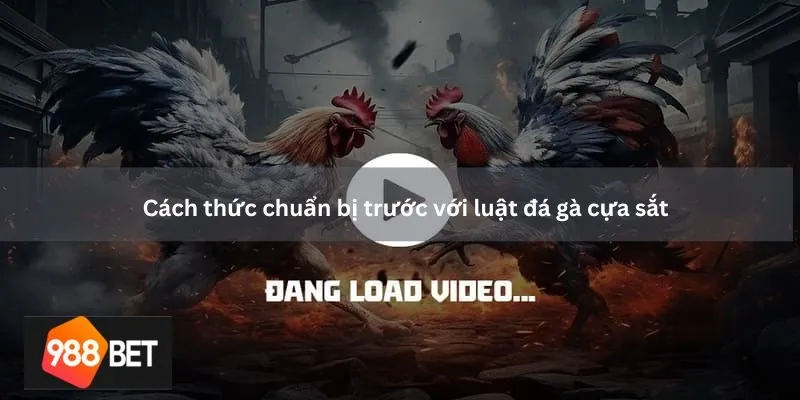 Cách thức chuẩn bị trước với luật đá gà cựa sắt