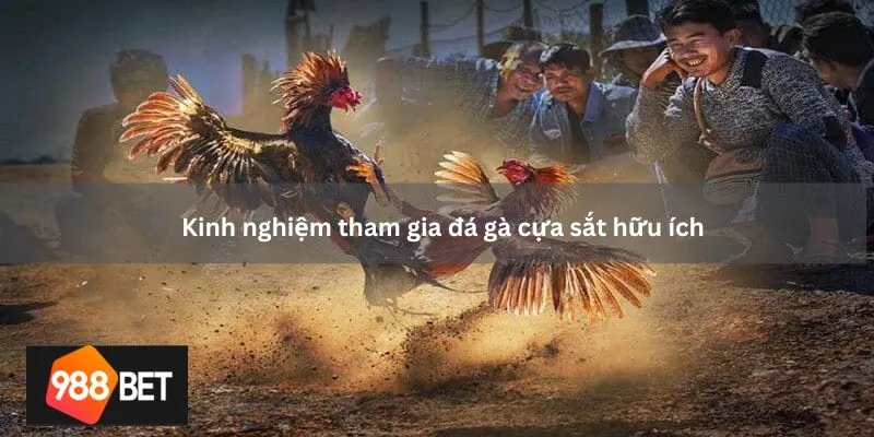 Kinh nghiệm tham gia đá gà cựa sắt hữu ích