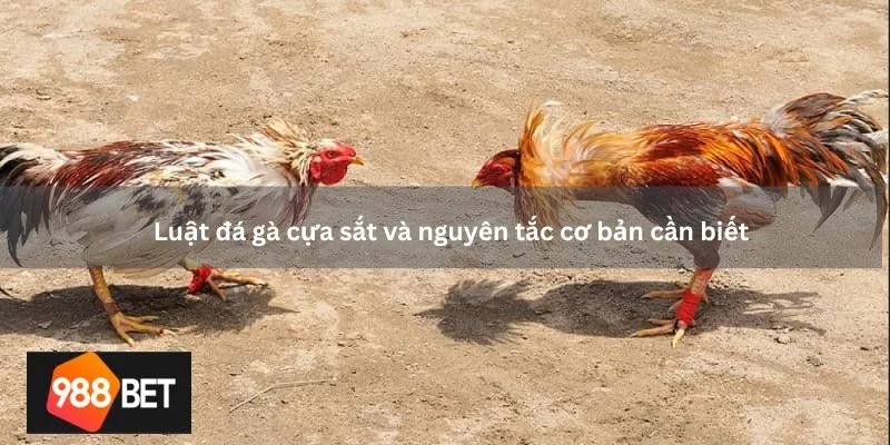 Luật đá gà cựa sắt và nguyên tắc cơ bản cần biết