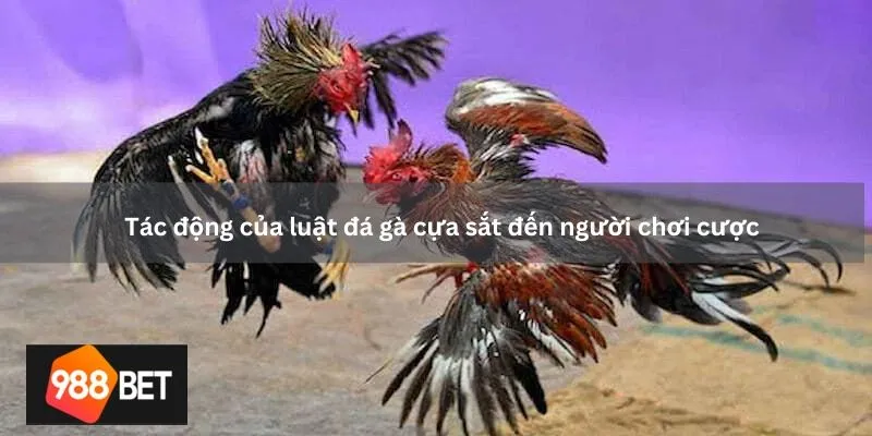 Tác động của luật đá gà cựa sắt đến người chơi cược